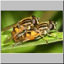 Helophilus pendulus - Gemeine Sumpfschwebfliege 00a.jpg